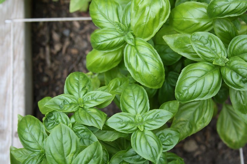 Albahaca genovesa