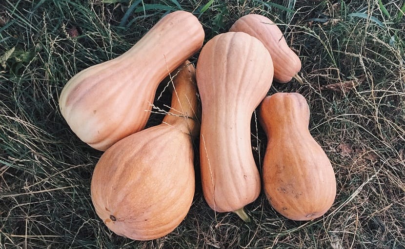 Cultivar calabazas en casa: siembra, riego y cosecha
