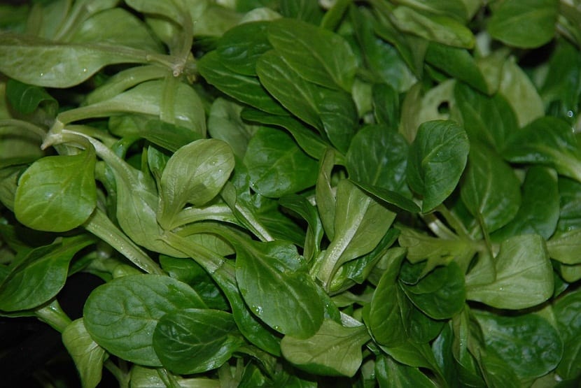 cultivar canonigos