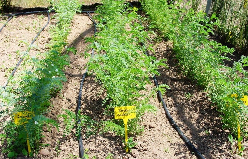 Cultivar garbanzos