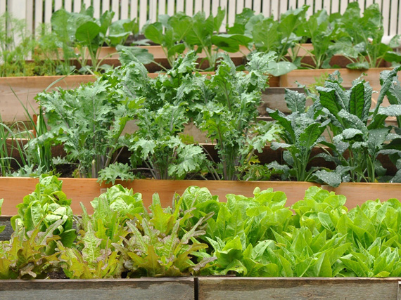 Cultivar un huerto ecológico