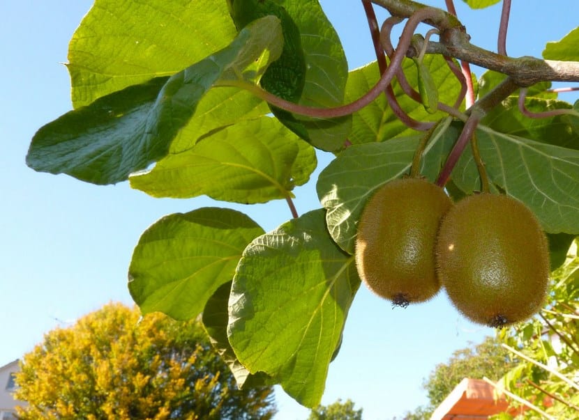 Kiwi