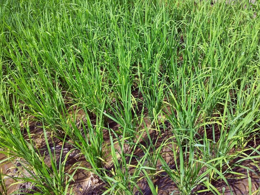 Plantación de arroz