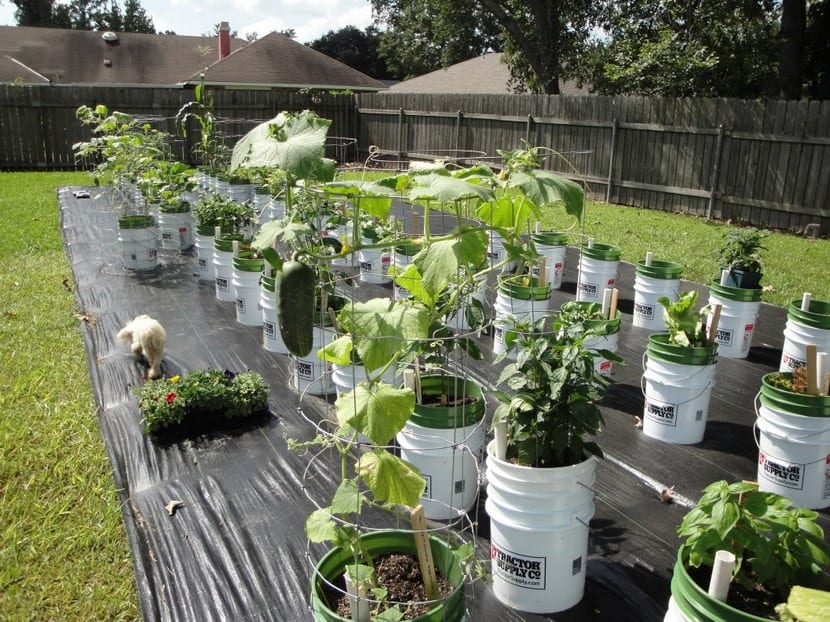 Cultivar verduras en cubos reciclados: guía práctica