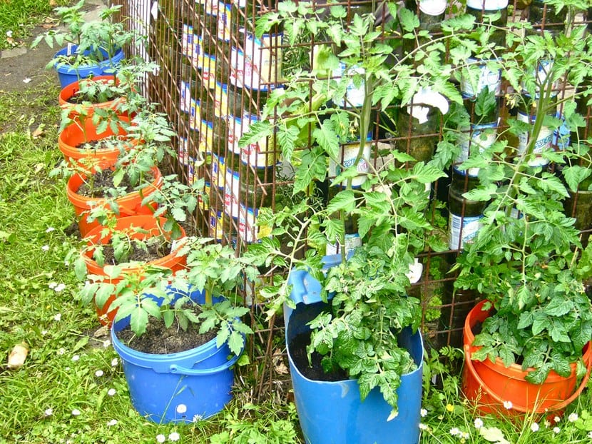 Cultivar vegetales en cubos