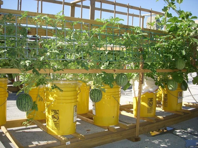 Cultivar vegetales en cubos