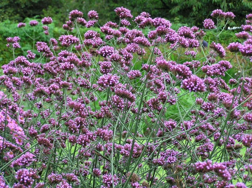 Verbena