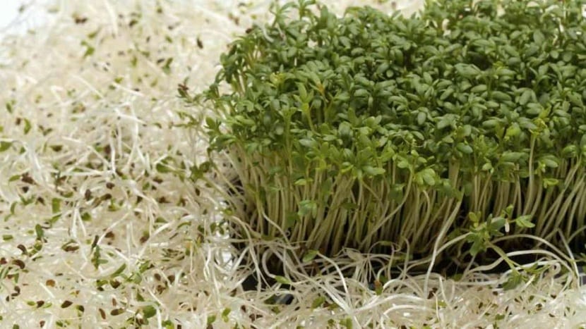 Alfalfa