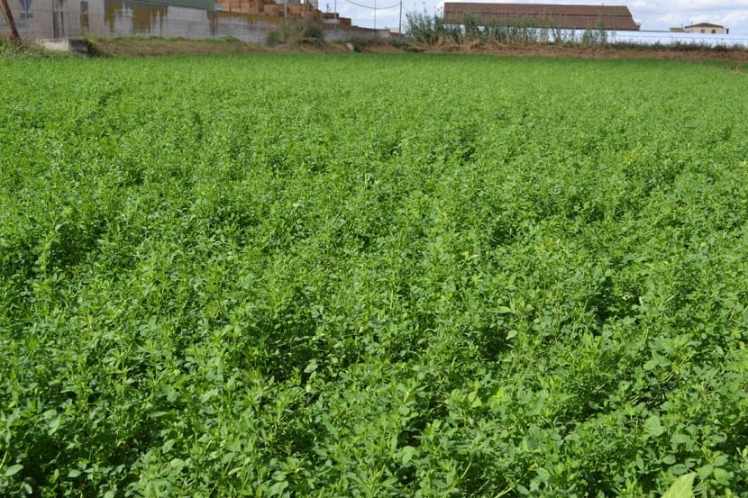 Cultivo de alfalfa