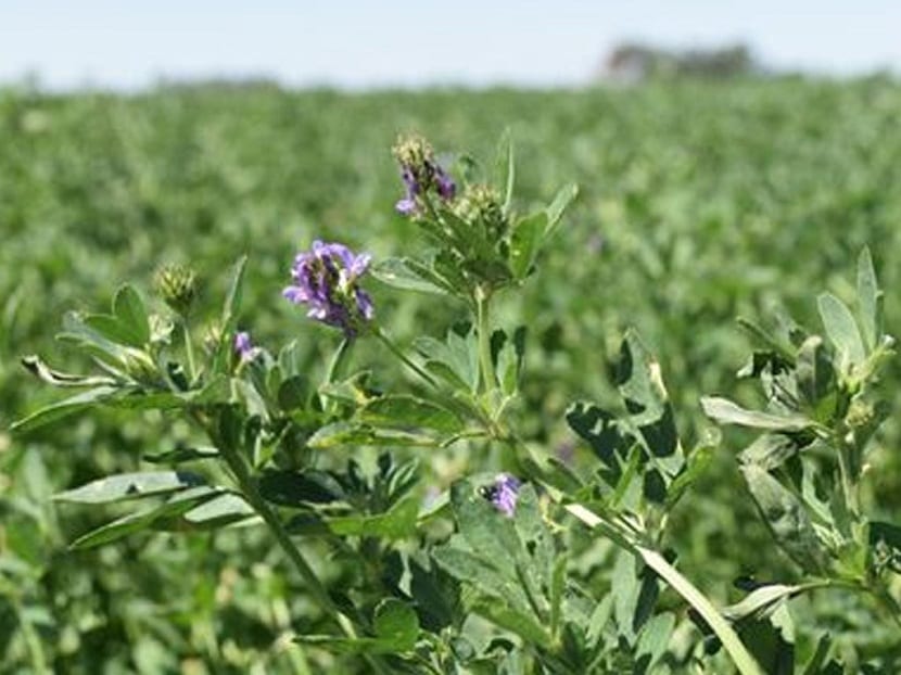 Medicago sativa