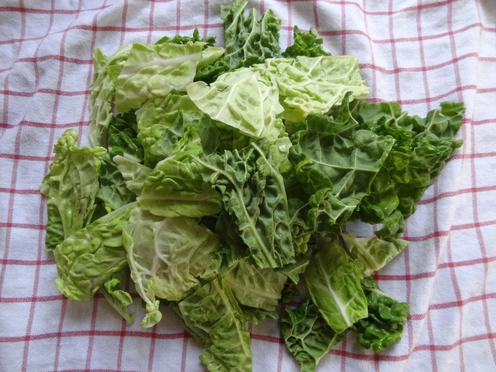 Hojas de berza