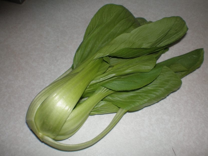 Brassica rapa var. chinensis