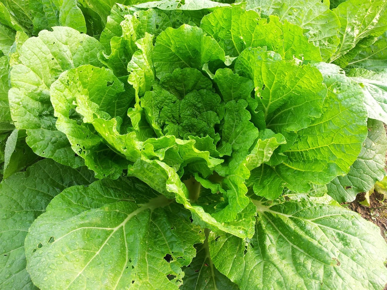 Cultivo de la col china: cuándo sembrar y cómo evitar que espigue