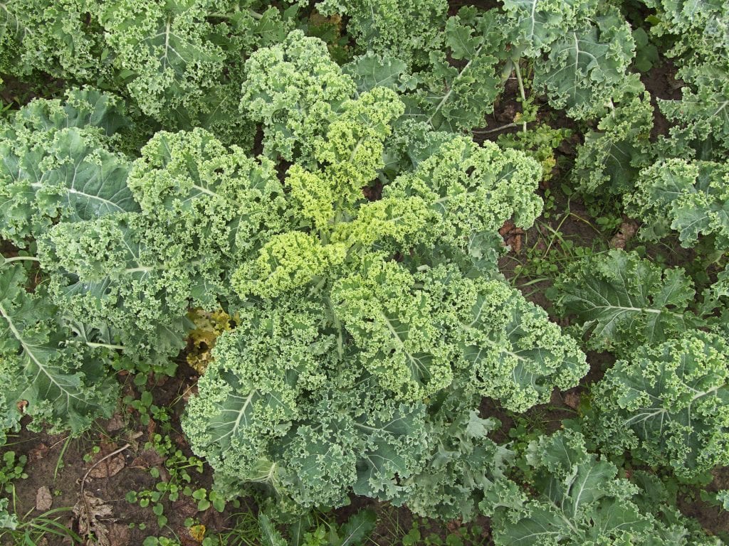 Cultivo de la col rizada: siembra, cuidados y recolección