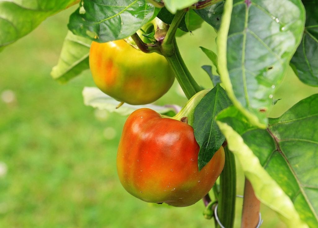 Paprika