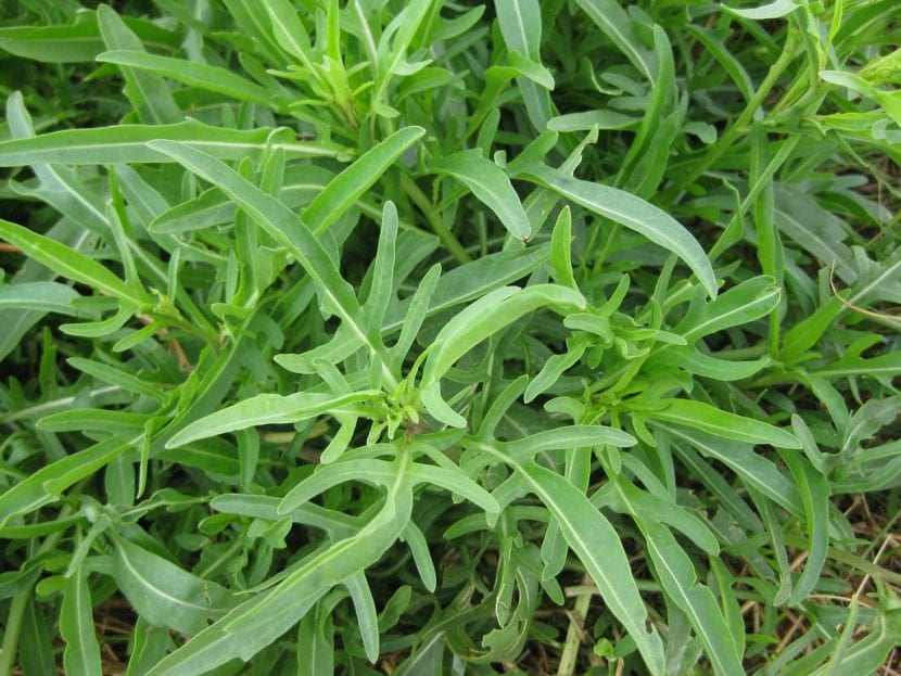 Mata de rúcula silvestre, Diplotaxis tenuifolia