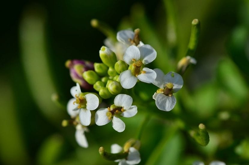 Flores de los berros
