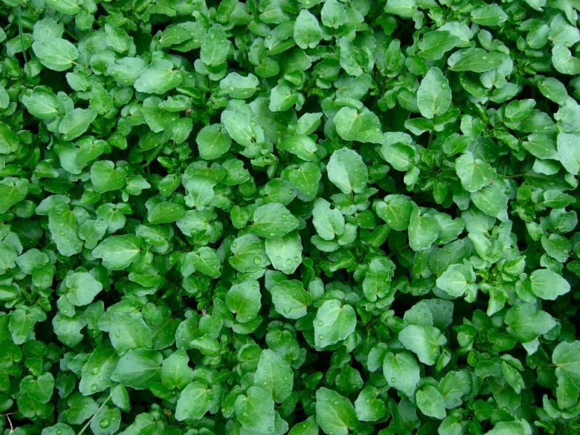 Plantas de berros