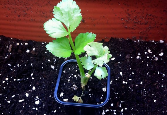 Cultivo del apio en maceta paso a paso