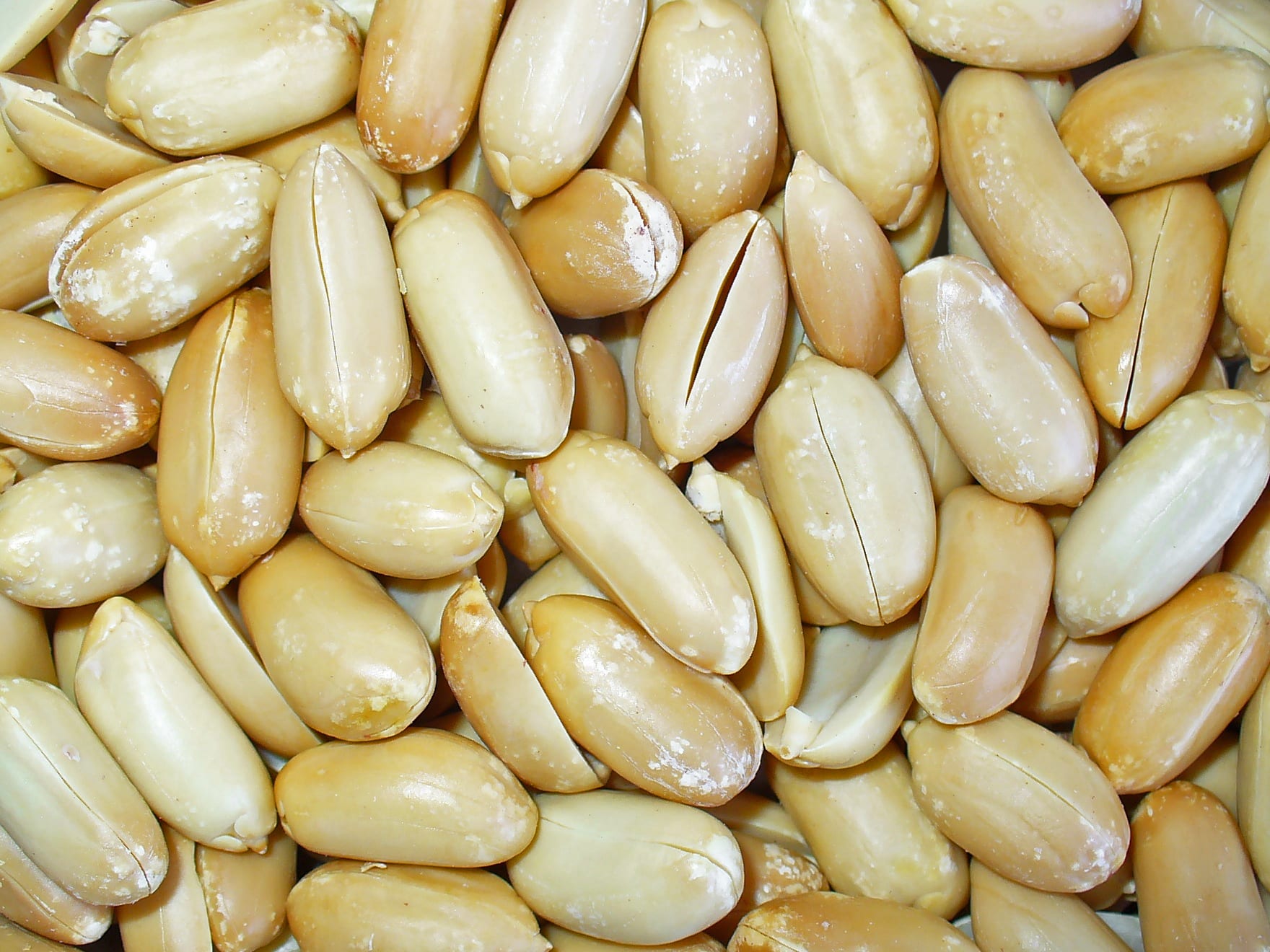 Cultivo del cacahuete: siembra, aporcado y cosecha