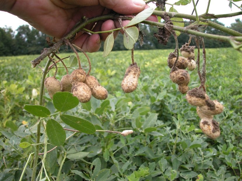 Cacahuetes