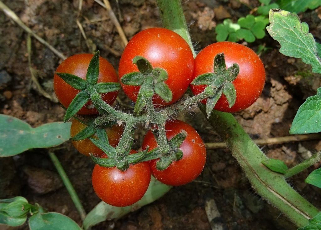 Tomates cherry