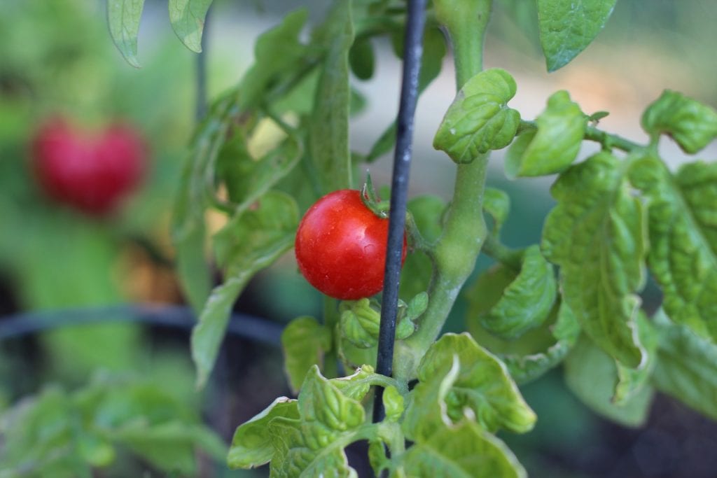 Planta de tomate cherry