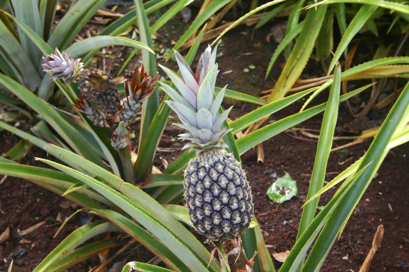 Ananas comosus