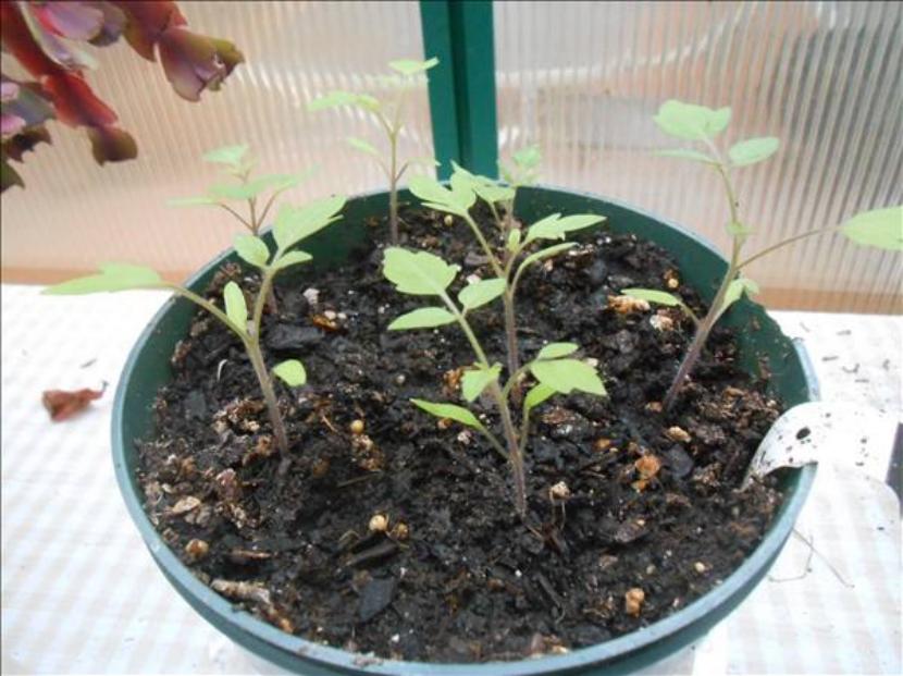 Tomateras