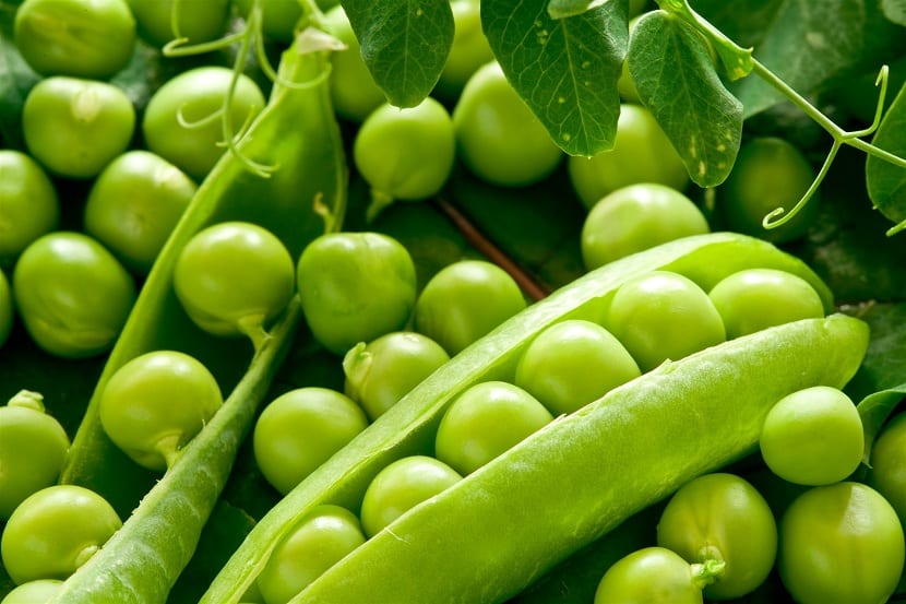 Chícharo o guisante: cultivo, cuidados y plagas