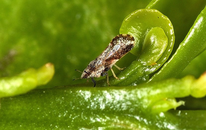 minador de la hoja como plaga