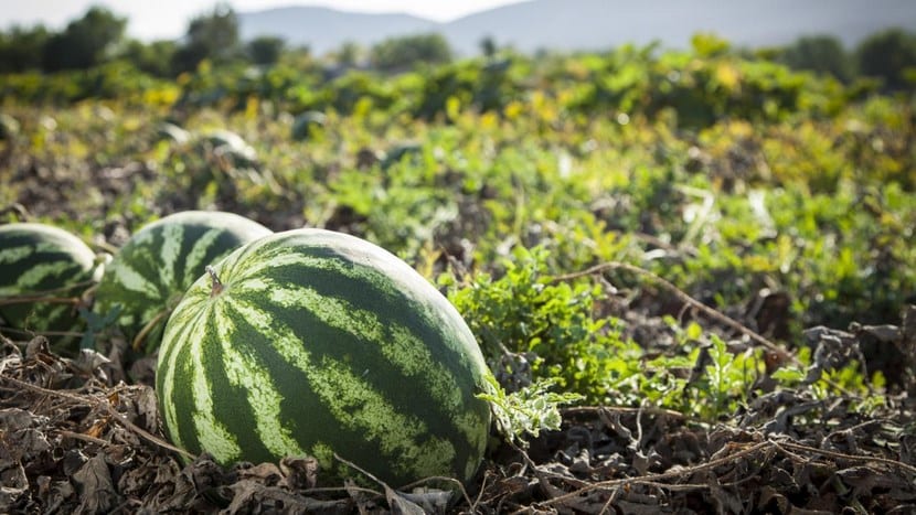 Cultivo de la sandía en el huerto paso a paso