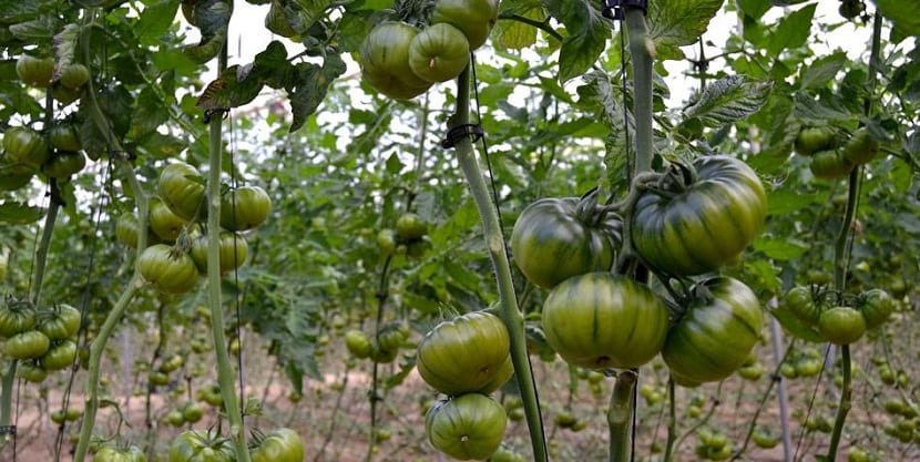 El cultivo del tomate Raf: clima, riego salino y poda