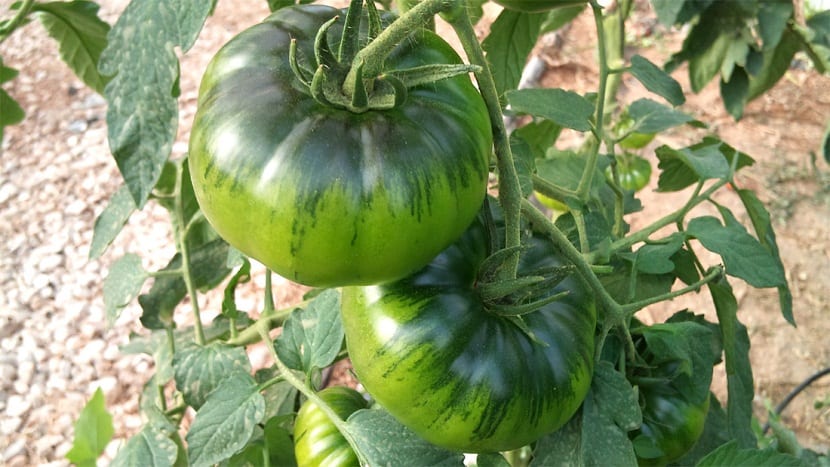 El tomate Raf lo podemos cultivar bien sea al aire libre o si lo preferimos lo podemos cultivar en un invernadero.