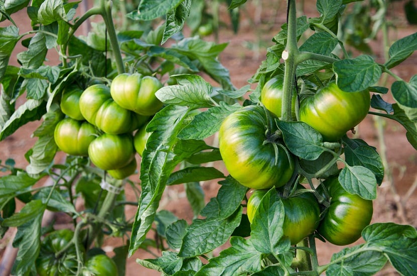 Cultivar tomate Raf
