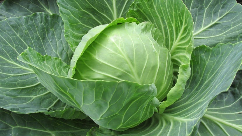 Cultivar repollo en el huerto: siembra, riego y plagas