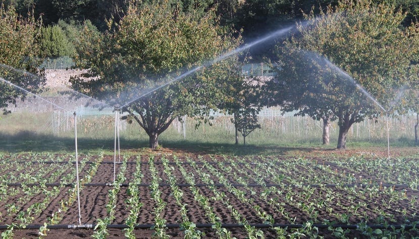 cultivo de repollo