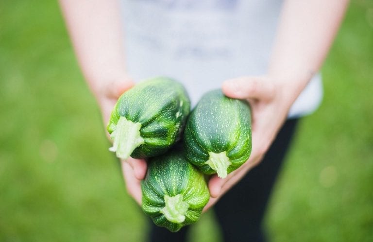 Planta de calabacín con frutos en el huerto