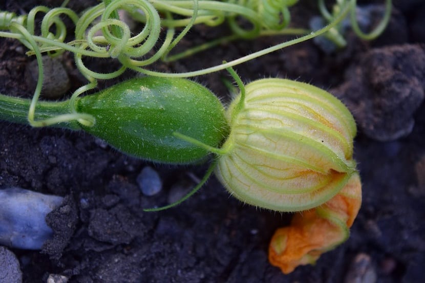 flor del cultivo del calabacin