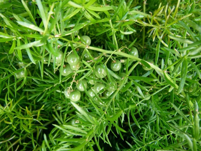 Esparraguera: cultivo, variedades y recolección
