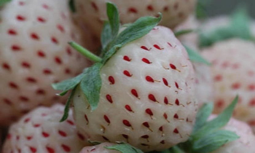 fresa blanca de cerca