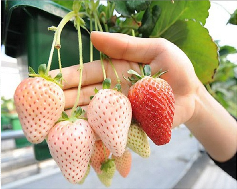manojo de fresas de color blanco