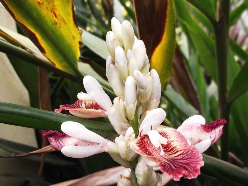 Flor de galanga