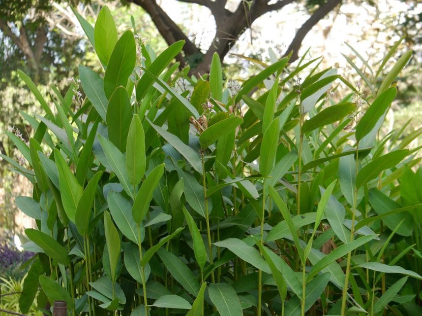 Alpinia galanga