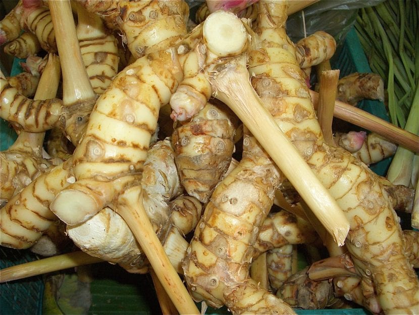 Raíces de galanga