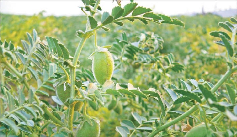 Cultivo de garbanzos