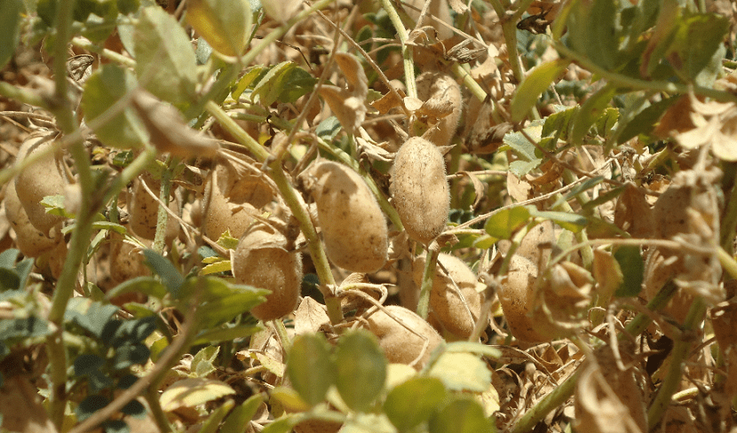 Garbanzos cultivados en invierno