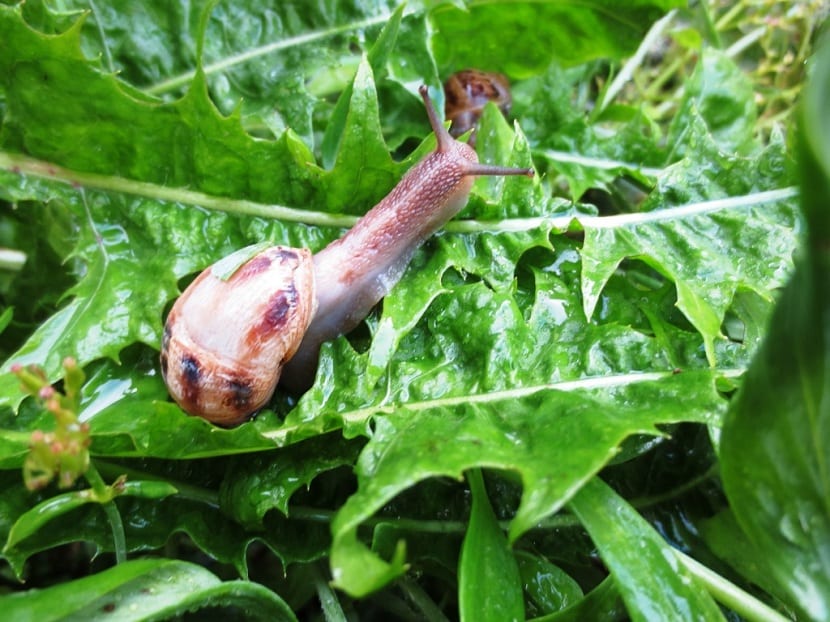 caracol en garbanzos