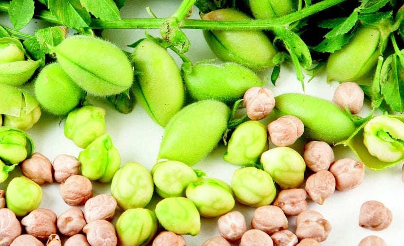 Cómo cultivar garbanzos: siembra, riego y cosecha