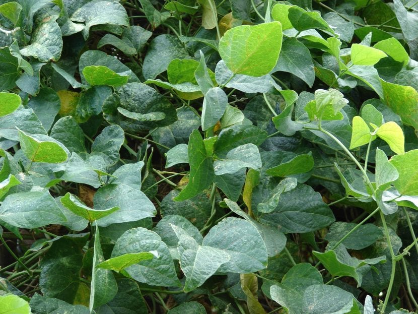 Planta de garrofón